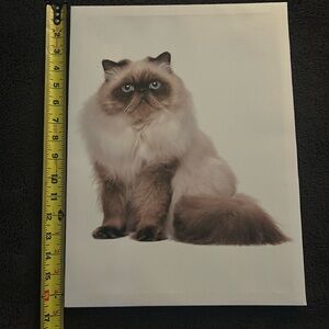 Persian Cat Canvas Art